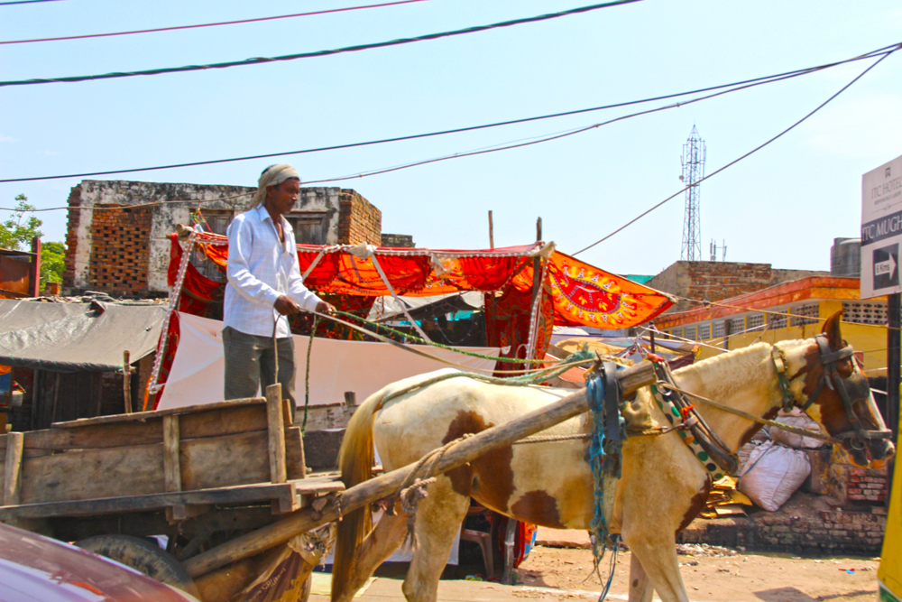 agra-roads-horses-street-photography