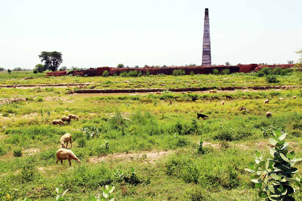 goat-sheperd-sell-jaipur-india-field